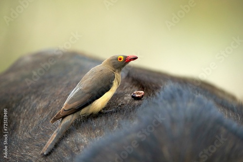 Red-billed oxpecker (Buphagus erythrorhynchus), adult on host animal, symbiosis, Kruger National Park, Kruger National Park, South Africa, Africa