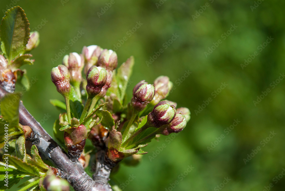 delicate buds of cherry tree flowers on a green background delicate buds of cherry tree flowers on a green background