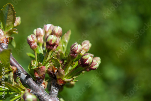 delicate buds of cherry tree flowers on a green background