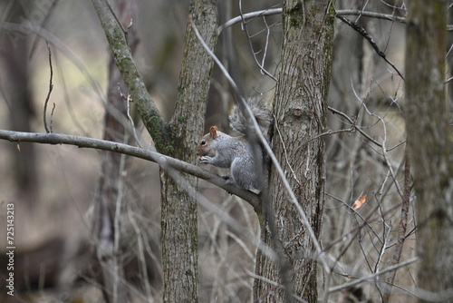 Squirrel in tree photo