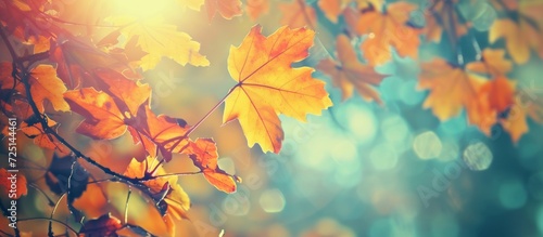 Filtered vintage effect enhances the beauty of colorful autumn leaves.