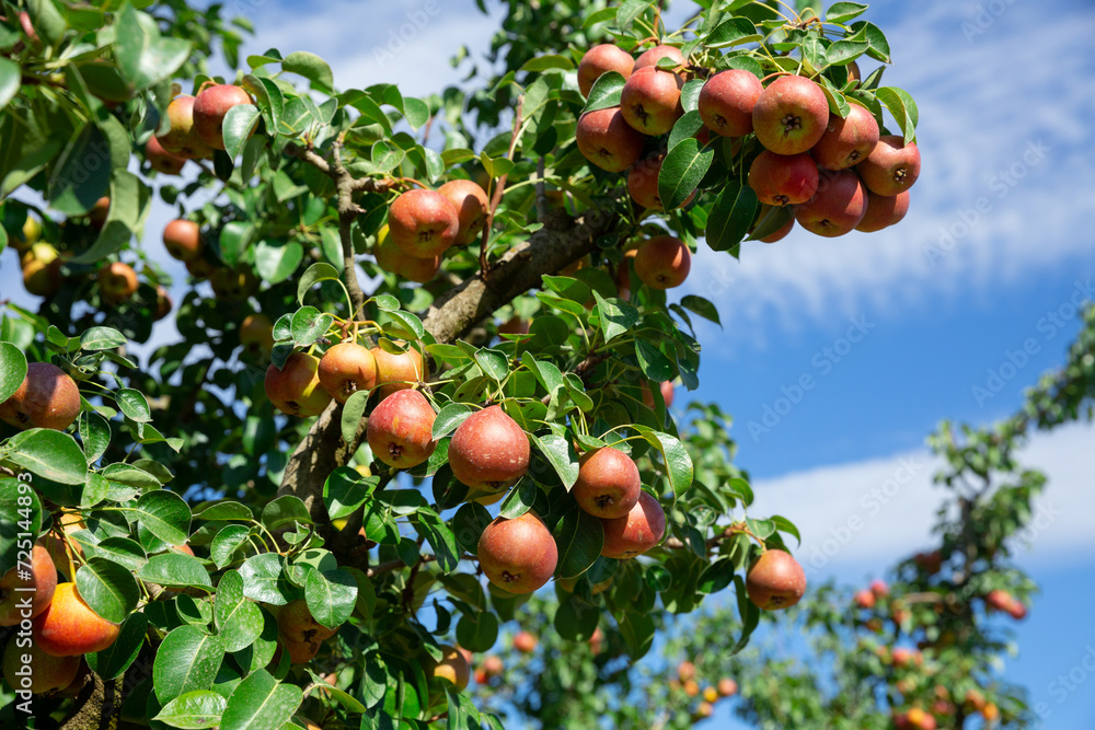 Ripe sweet pears hanging on trees in garden, harvest season