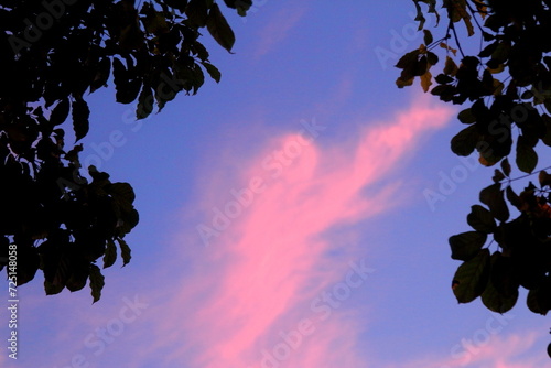 twilight sky and silhouette leaf backgrounds.