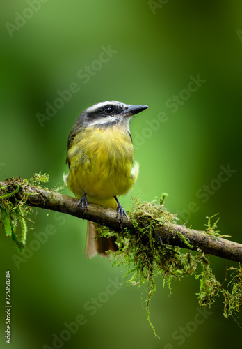Golden-crowned flycatcher on mossy branch against green background photo