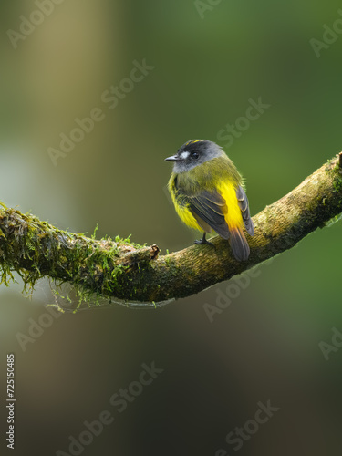 Ornate Flycatcher on mossy branch against green background photo