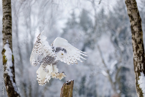 Owl in flight. Snowy owl, Bubo scandiacus, flies with spread wings, landing on rotten stump. Beautiful white polar bird with yellow eyes. Arctic owl hunting. Birch tree. Winter in wild nature habitat.