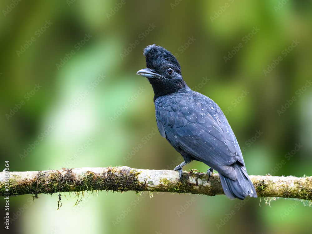 Amazonian Umbrellabird on mossy stick against green background Amazonian Umbrellabird on mossy stick against green background