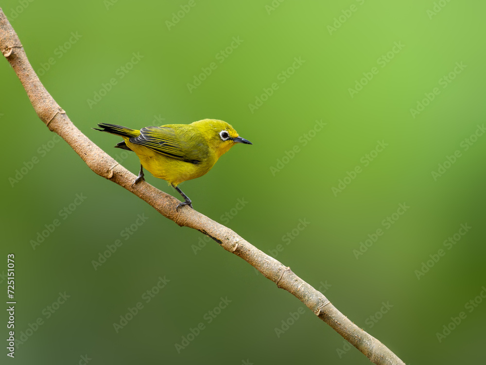 Obraz premium Northern Yellow White-eye on stick against green background