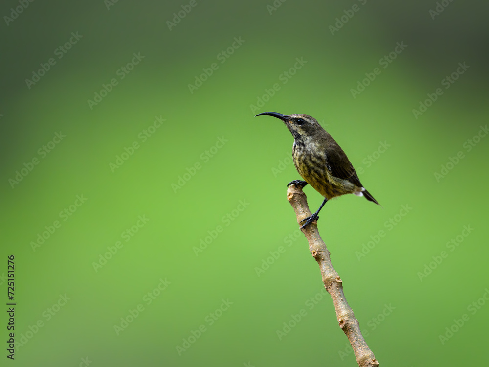 Female Scarlet-chested Sunbird on stick against green background Female Scarlet-chested Sunbird on stick against green background