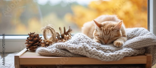 Cozy fall concept with a ginger kitten sleeping on a wool sweater and home decor on a wooden tray by the window.