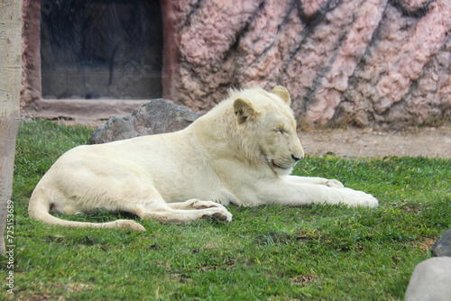  LEON BLANCO - ANIMALES ZOOLOGICO