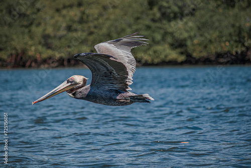 pelican in flight