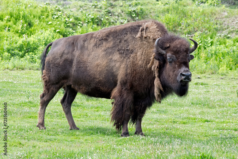 A North American Bison.