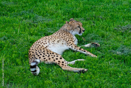 A single Cheetah lying on a grassy plain.