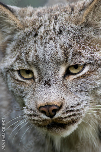 Close-up of a Canadian Lynx.