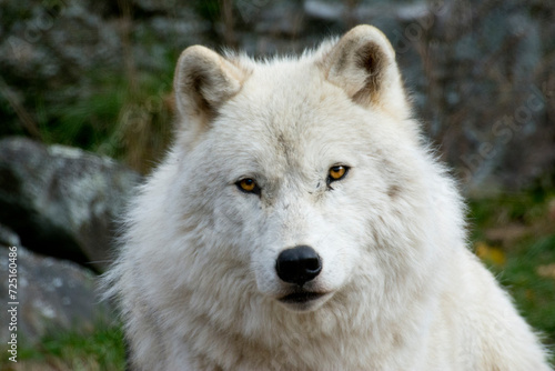 Close-up of an Arctic Wolf.