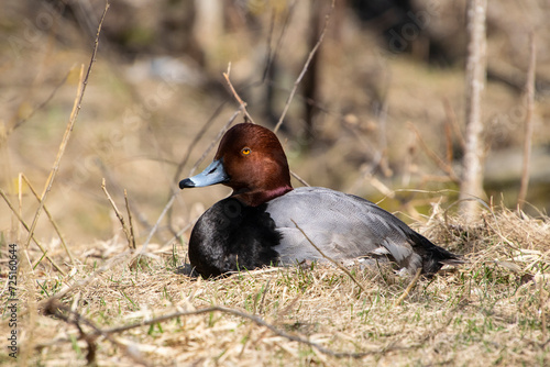 A male Redhead Duck.