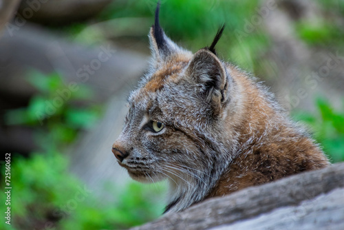 Close-up of a Canadian Lynx