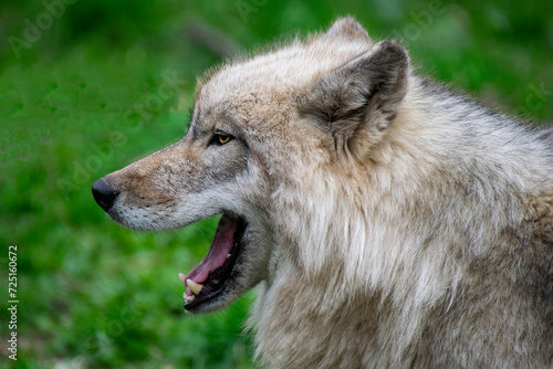 Portrait of a Timber Wolf.