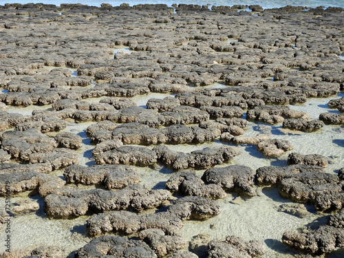 The earliest known life forms on Earth, stromatolites  marine formations  in Shark bay, Western Australia. photo