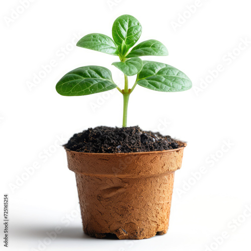 Isolated young plant in a pot showcasing growth and new life in nature