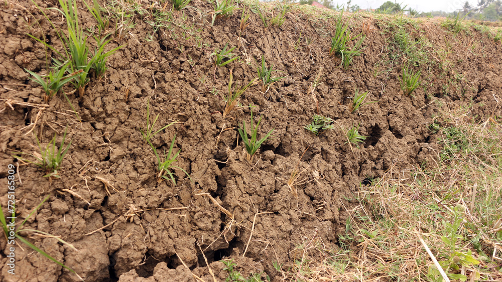 View of cracked soil on land View of cracked soil on land