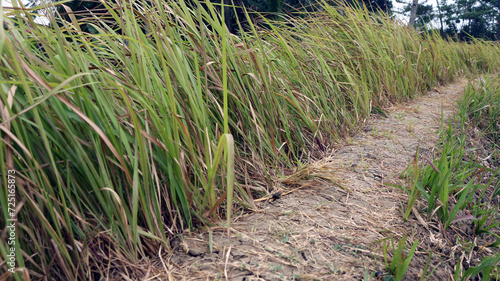 Napier bush grass green and yellow