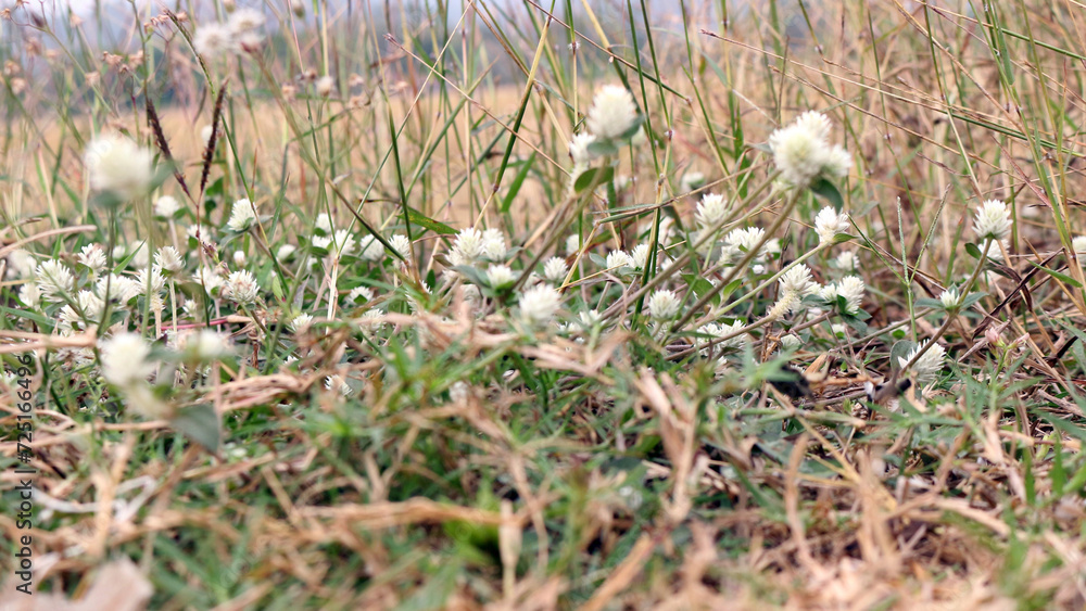 Small white flowers in a rice field Small white flowers in a rice field