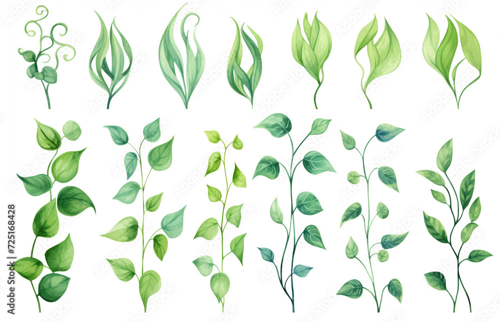 Watercolor painting Pothos symbols on a white background. 