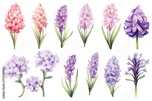 Watercolor paintings Hyacinth flower symbols On a white background.