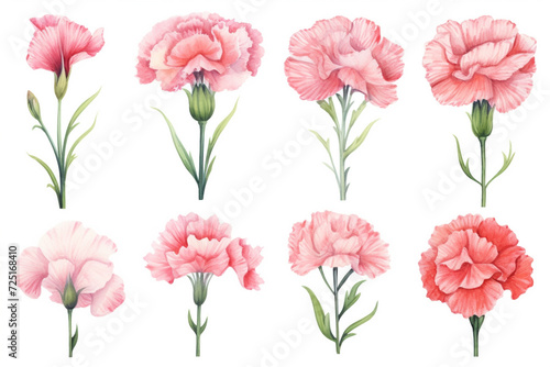 Watercolor paintings Carnation flower symbols On a white background. 