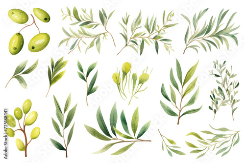 Watercolor painting Olives leaf on a white background.  photo