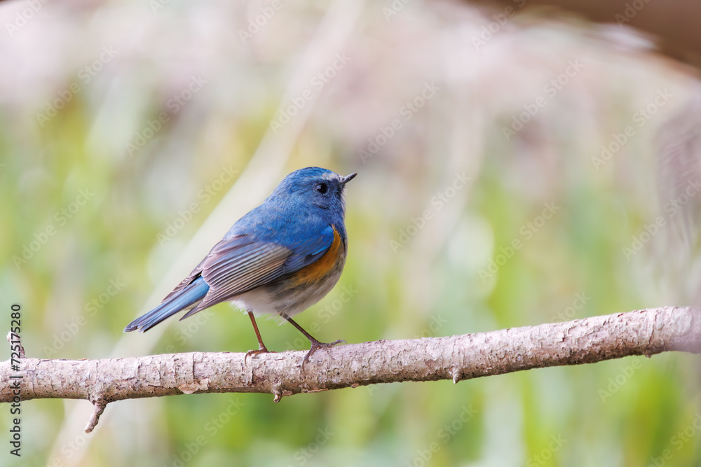 幸せの青い鳥、可愛いルリビタキ(ヒタキ科)。
日本国千葉県市川市、大町公園自然観察園にて。
2024年1月28日撮影。
A happy blue bird, the lovely Red-flanked Bluetail (Tarsiger cyanurus, family comprising flycatchers).
At Omachi park natural observation 幸せの青い鳥、可愛いルリビタキ(ヒタキ科)。
日本国千葉県市川市、大町公園自然観察園にて。
2024年1月28日撮影。
A happy blue bird, the lovely Red-flanked Bluetail (Tarsiger cyanurus, family comprising flycatchers).
At Omachi park natural observation