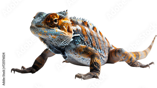 Close Up of Lizard on White Background