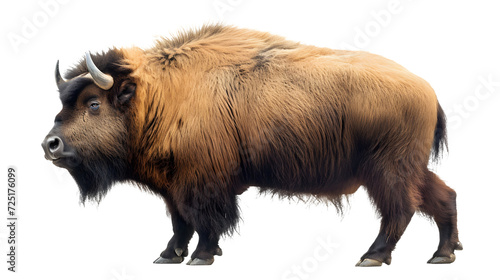 Bison With Long Horns Standing in Front of White Background