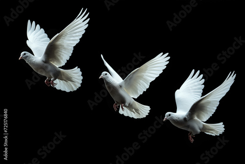 Three White doves flying on black background and Clipping path .freedom concept and international day of peace