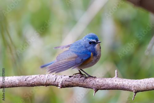 幸せの青い鳥、可愛いルリビタキ（ヒタキ科）。

日本国千葉県市川市、大町公園自然観察園にて。
2024年1月28日撮影。

A happy blue bird, the lovely Red-flanked Bluetail (Tarsiger cyanurus, family comprising flycatchers).

At Omachi park natural observation