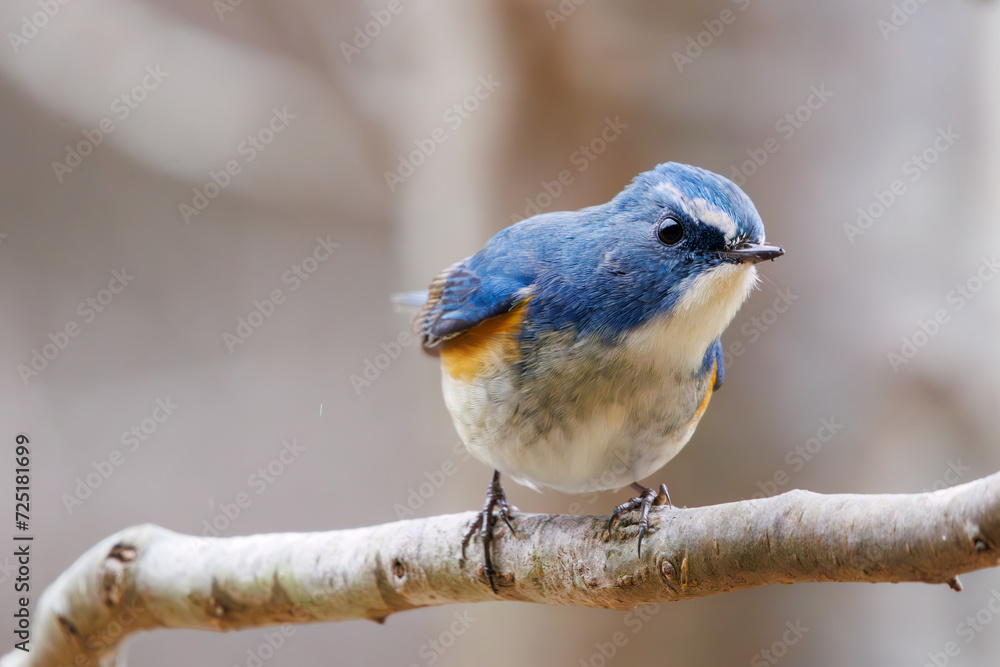 幸せの青い鳥、可愛いルリビタキ(ヒタキ科)。 日本国千葉県市川市、大町公園自然観察園にて。 2024年1月28日撮影。 A happy ...