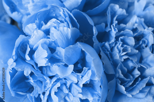 Beautiful light blue peonies as background, closeup view