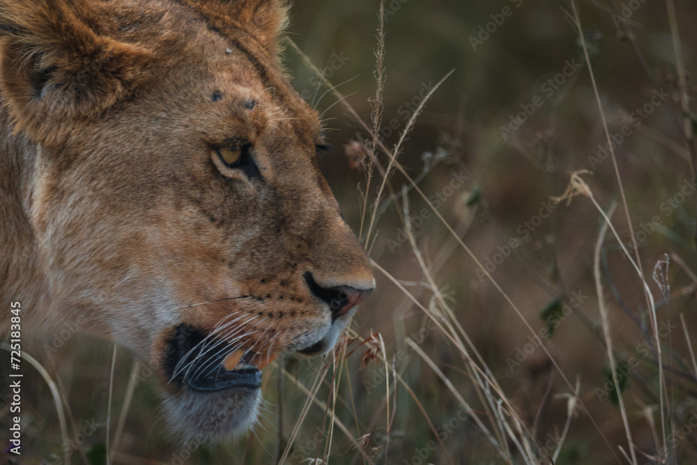 Fototapeta premium Closeup of an angry lioness walking in the savanna of Serengeti national park.