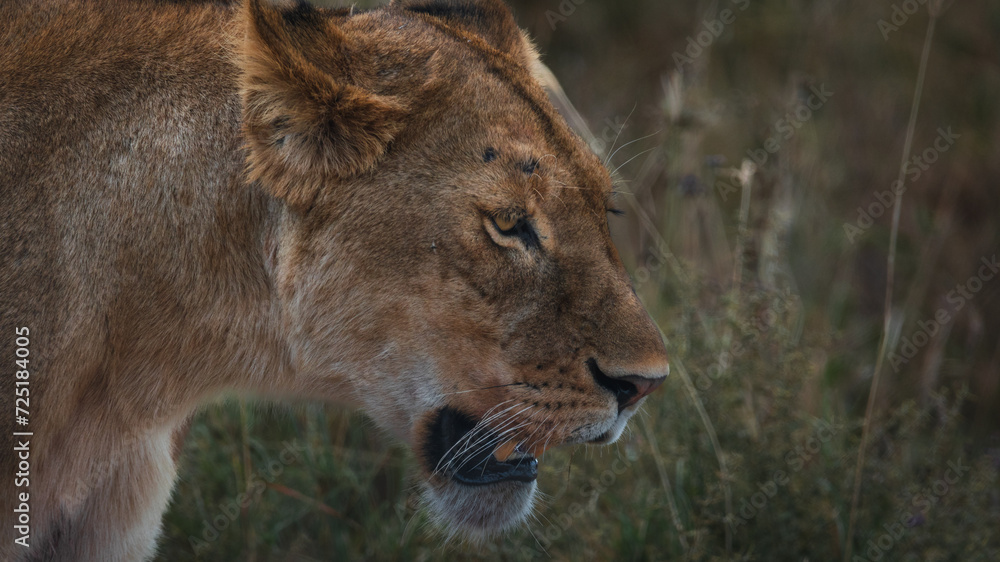 Closeup of an angry lioness walking in the savanna of Serengeti national park. Closeup of an angry lioness walking in the savanna of Serengeti national park.