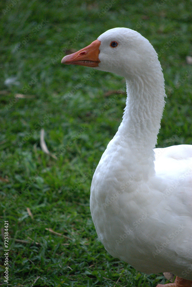 Pájaros disfrutando en el bosque, haciendo su nido. Pájaros disfrutando en el bosque, haciendo su nido.