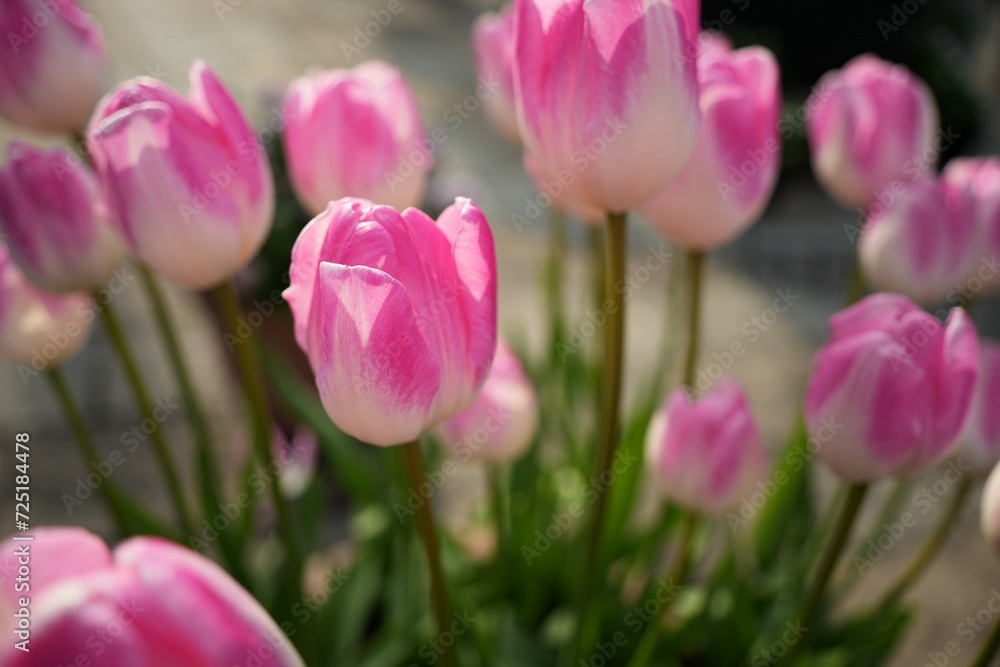 アイスチューリップの穏やかな美