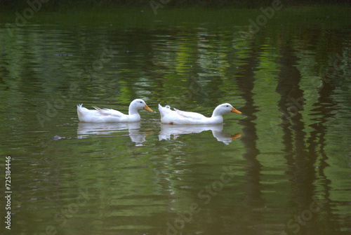 Pájaros disfrutando en el bosque, haciendo su nido.