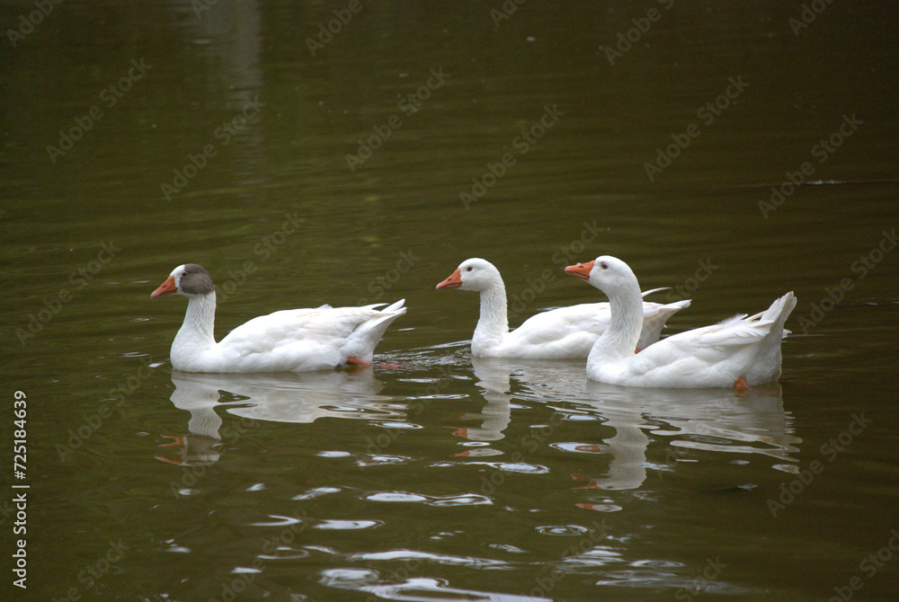 Obraz premium Pájaros disfrutando en el bosque, haciendo su nido.