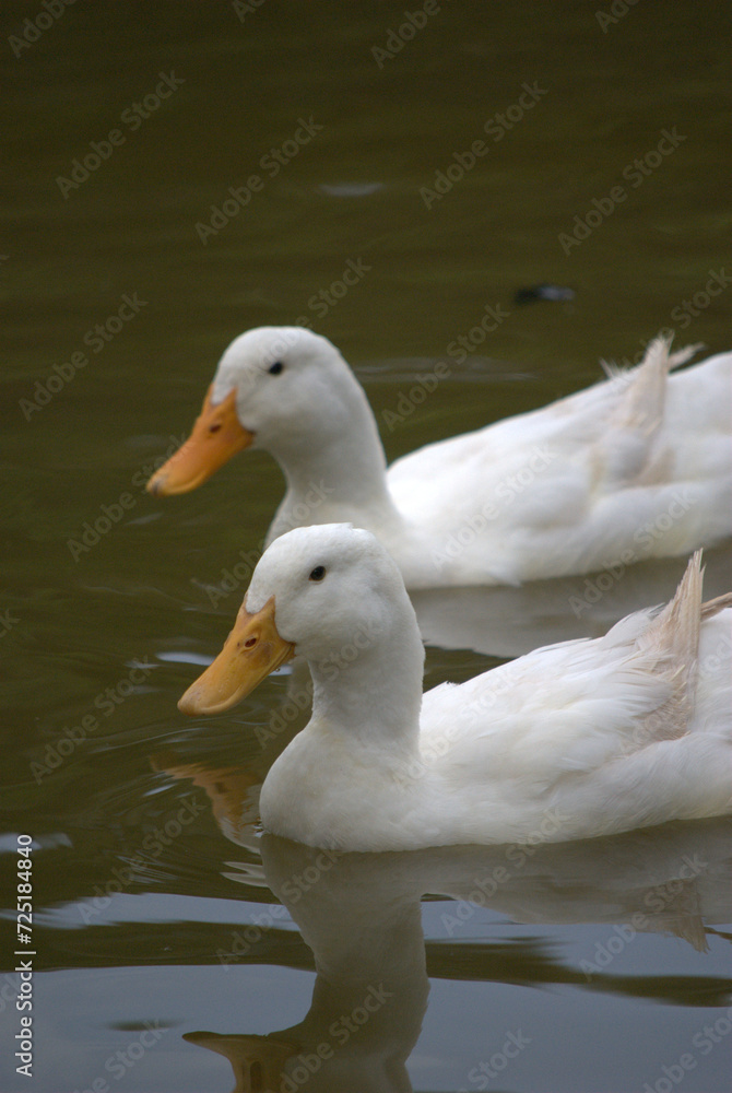 Pájaros disfrutando en el bosque, haciendo su nido.