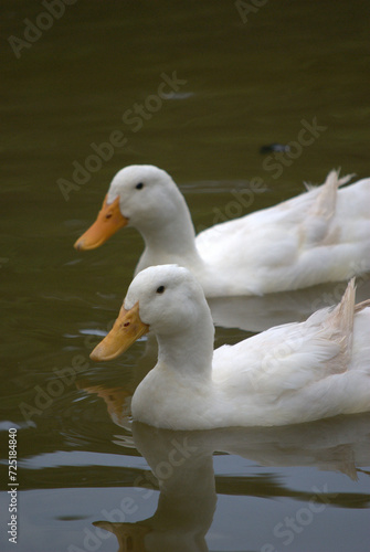 Pájaros disfrutando en el bosque, haciendo su nido.