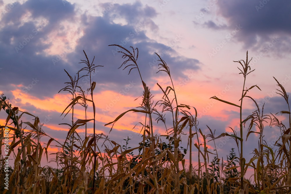 Autumn evening landscape. Dry corn stalks in the garden in the wind against the background of the sunset sky