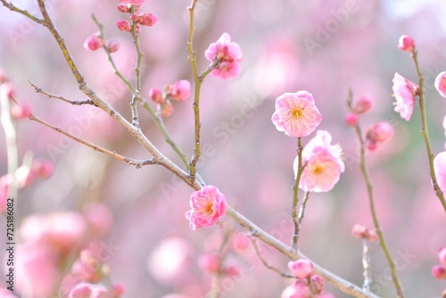 八重咲きの梅の花