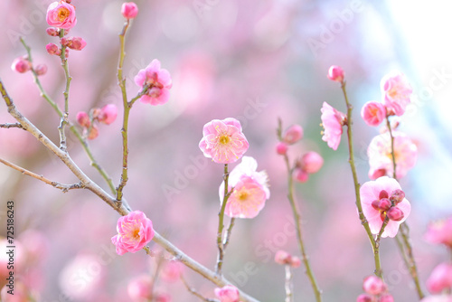 梅の花が咲き始めました